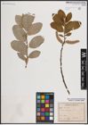 Foto von Salix caprea L.